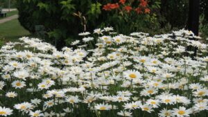 banc de margueriteJPG
